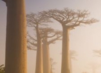 Baobab Tree.jpg